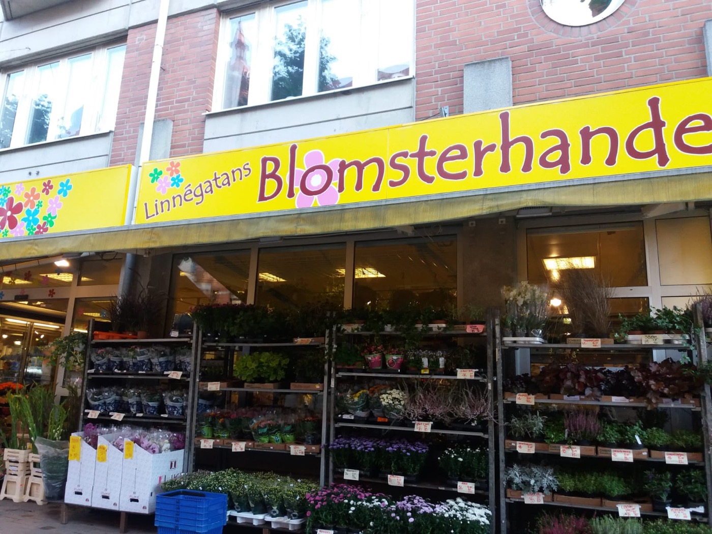 Den gula skylten med texten Linnégatans Blomsterhandel, där o:et är en rosa blomma, ovanför hyllorna med krukväxter