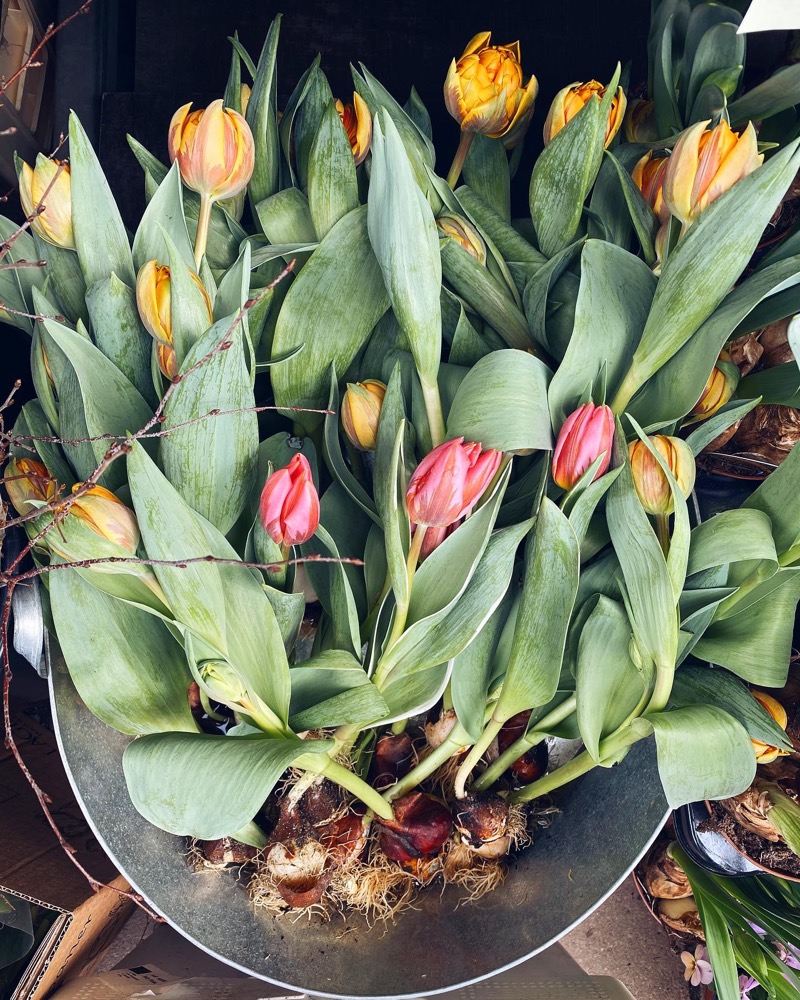 Tulpaner i rött, rosa, gult och orange, tätt packade i en zinkbalja